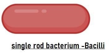 The peptidoglycan cell wall and the one or two membranes present also impart a three-example-2