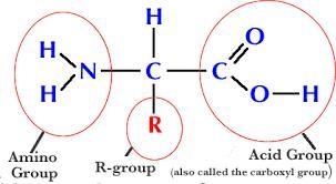 What biological macromolecule is made up of monomers like the one shown below? A molecule-example-1