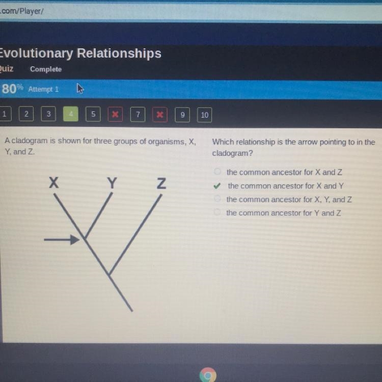 Which relationship is the arrow pointing to in the cladogram? A. the common ancestor-example-1