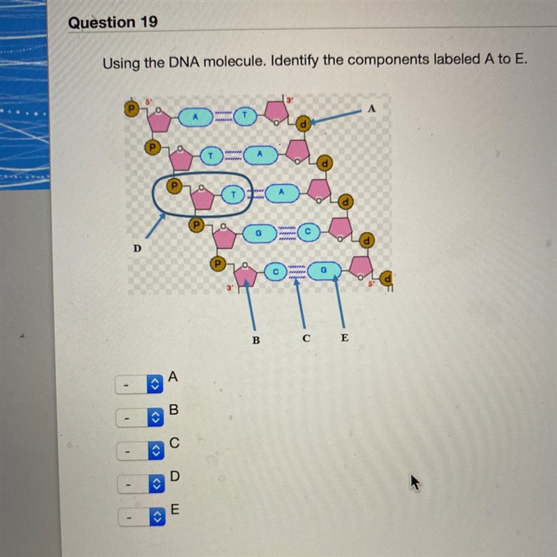 Using the DNA molecule. Identify the components labeled A to E. I. Nitrogenous Base-example-1