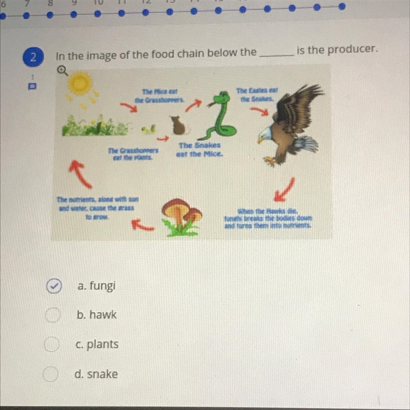 In the image of the food chain below the ____ is the producer. A. Fungi B. Hawk C-example-1