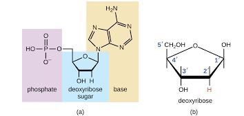 Question 8 (3 points) Using the diagram below, identify the ONLY portion of the nucleotide-example-1