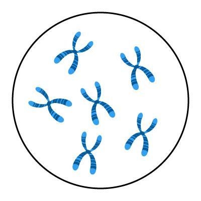 How many chromatids are found in this nucleus? Six chromosomes in metaphase are shown-example-1