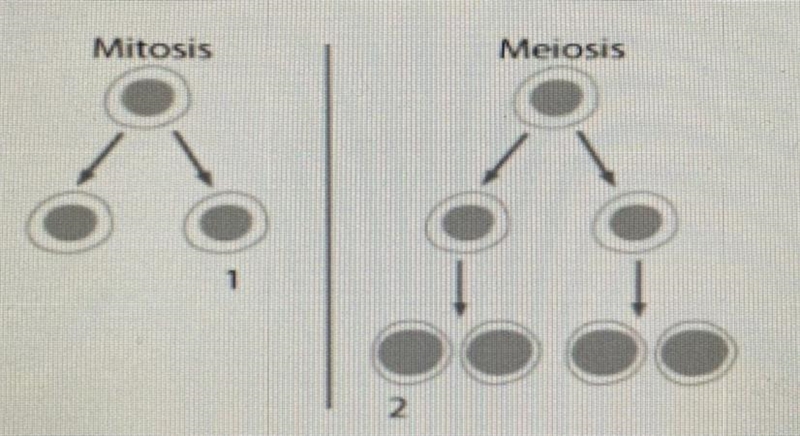 Cells in a monkey undergo both mitosis and meiosis. How many chromosomes do cells-example-1