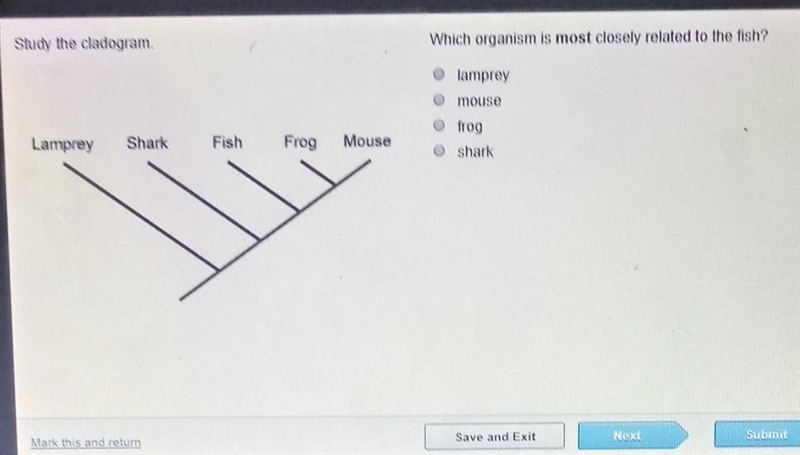 Study the cladogram which organisms is most closely related to a fish ​-example-1