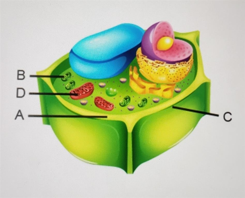 Which structures are found only in plant cells, not in animal cells? A andB B and-example-1