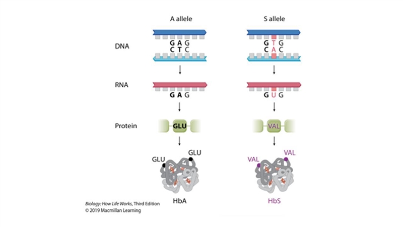 PLEASE HELP ME!!!! This figure shows two alleles for the beta-globin gene. The A allele-example-1