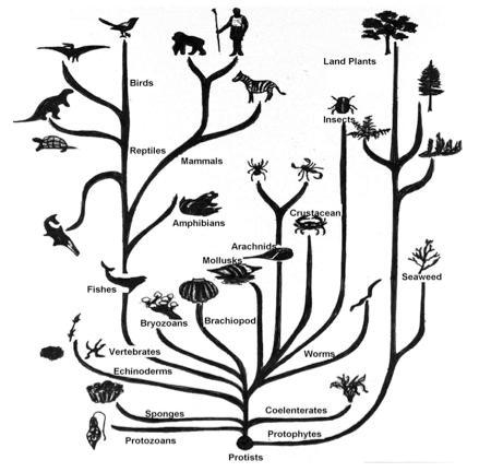 What is the common ancestor of all the other organisms? Select one: a. protozoans-example-1