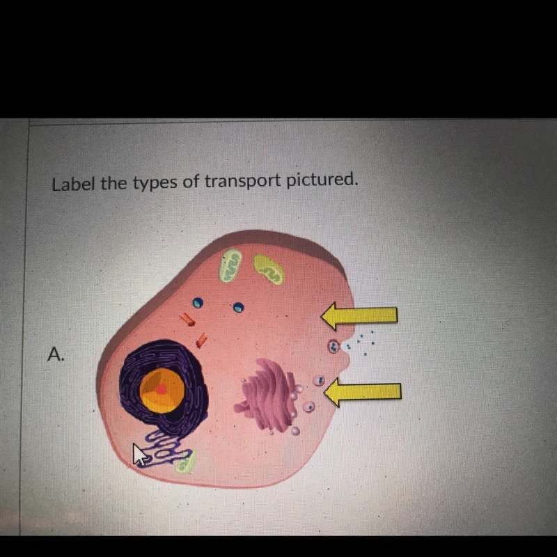 What type of transport is this?-example-1