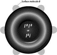 What phenotype is depicted in Figure 11-5? O AB A B-example-1