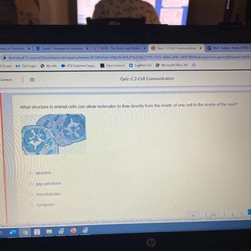 What structure in animal cells can allow molecules to flow directly from the inside-example-1