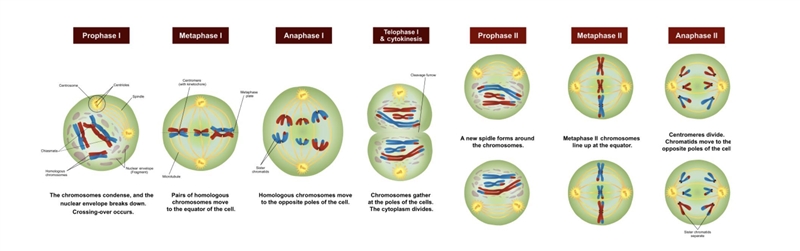 Use the diagram below to help you to choose ALLL the CORRECT answers for the question-example-1