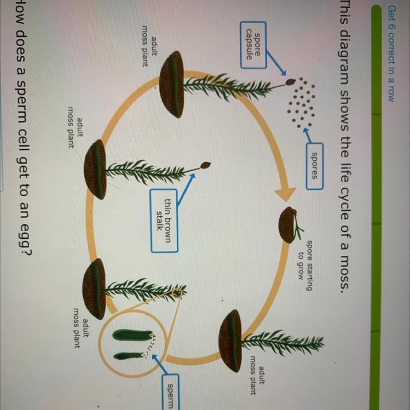 How does a sperm cell get to an egg? A. It travels through water. B. It is carried-example-1