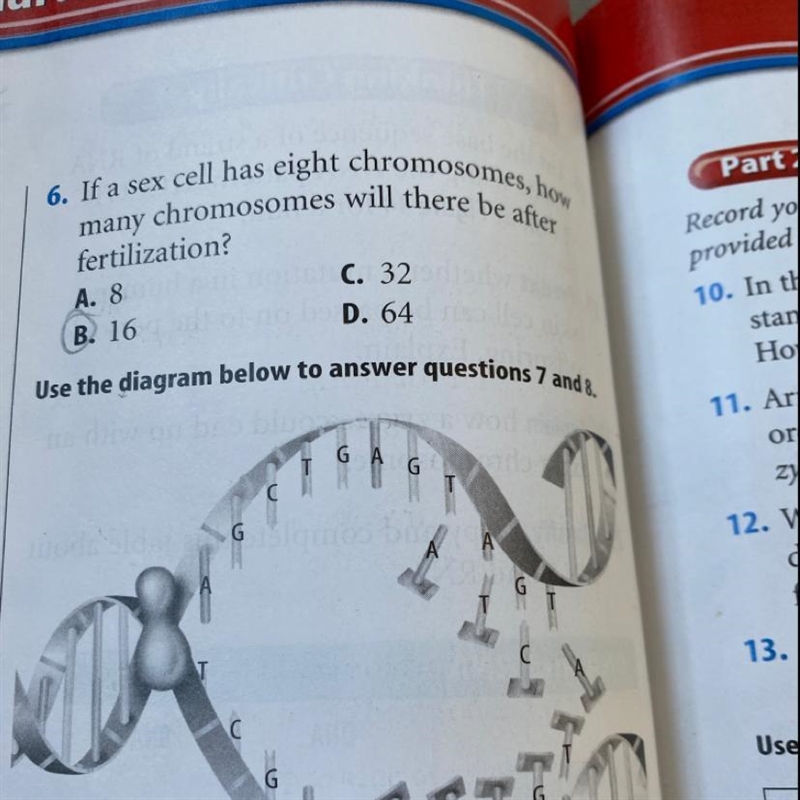 When does the process shown occur in the cell cycle?-example-1