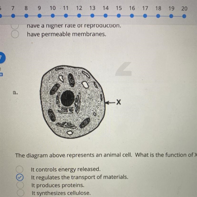 The diagram above represents an animal cell. What is the function of X? It controls-example-1