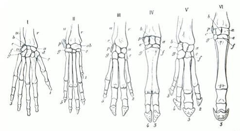 Refer to the picture below. This is an example of: Select one: a. homologous structures-example-1