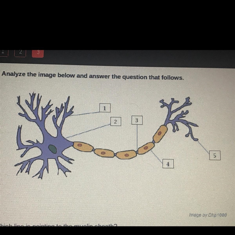 Which line points to the myelin sheath?-example-1