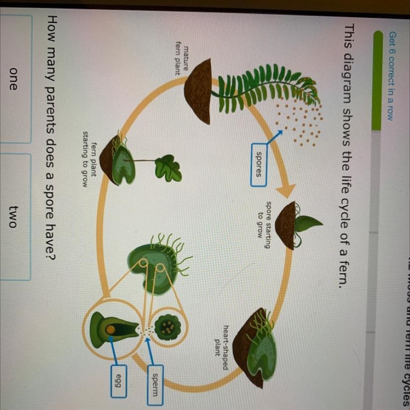 How many parents does a spore have? A. one B. two-example-1