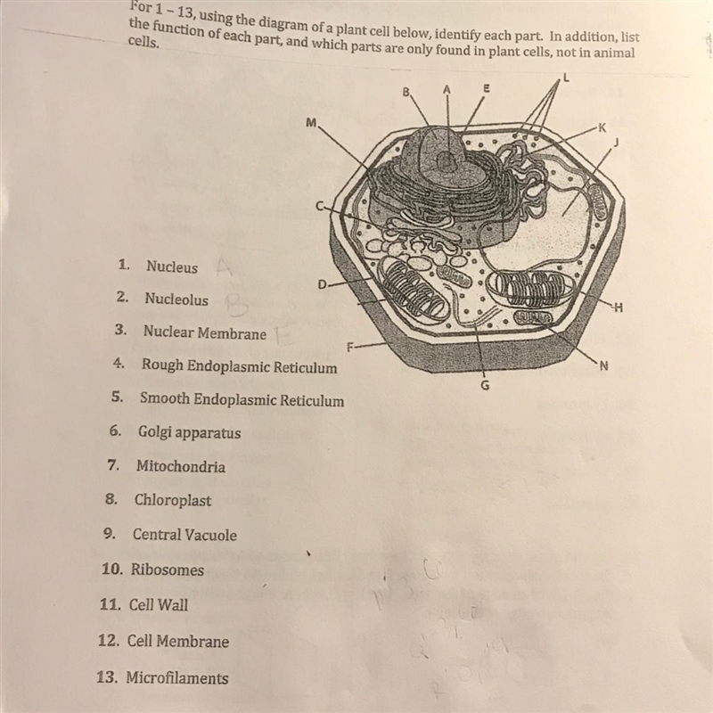 Help please it’s biology!!!-example-1