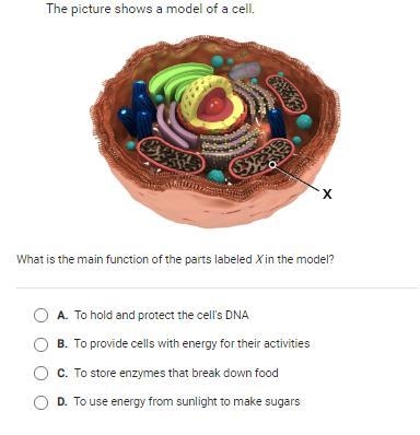 Hello the part labeled X is called the Mitochondria just so you know. Please help-example-1