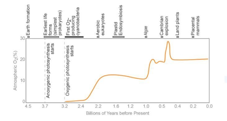 Based on the data in the graph, how are cyanobacteria responsible for the rise in-example-1