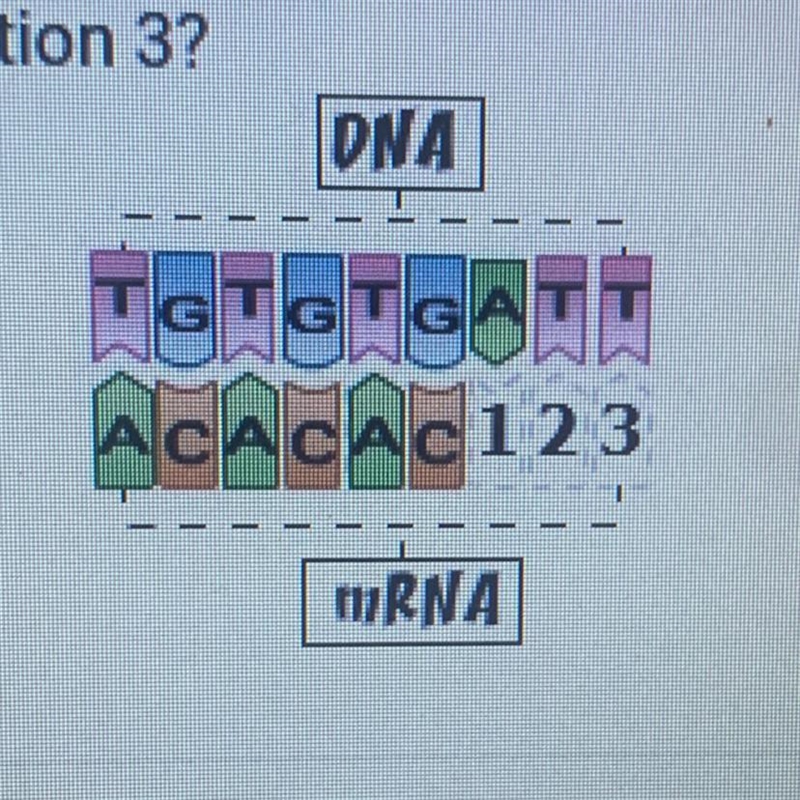 Need this asap!!! The diagram below shows part of the process of DNA transcription-example-1