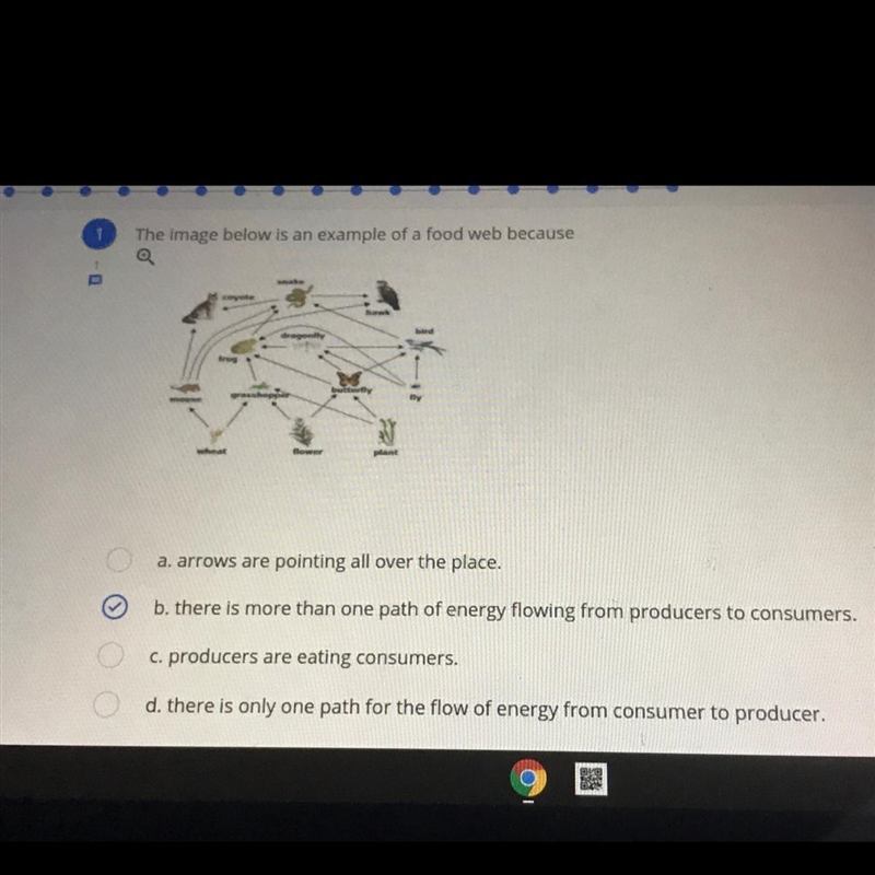 The image below is an example of a food web because A. Arrows are pointing all over-example-1