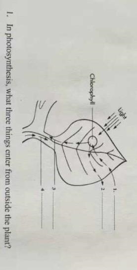 In photosynthesis, what three things enter from outside the plant?​-example-1