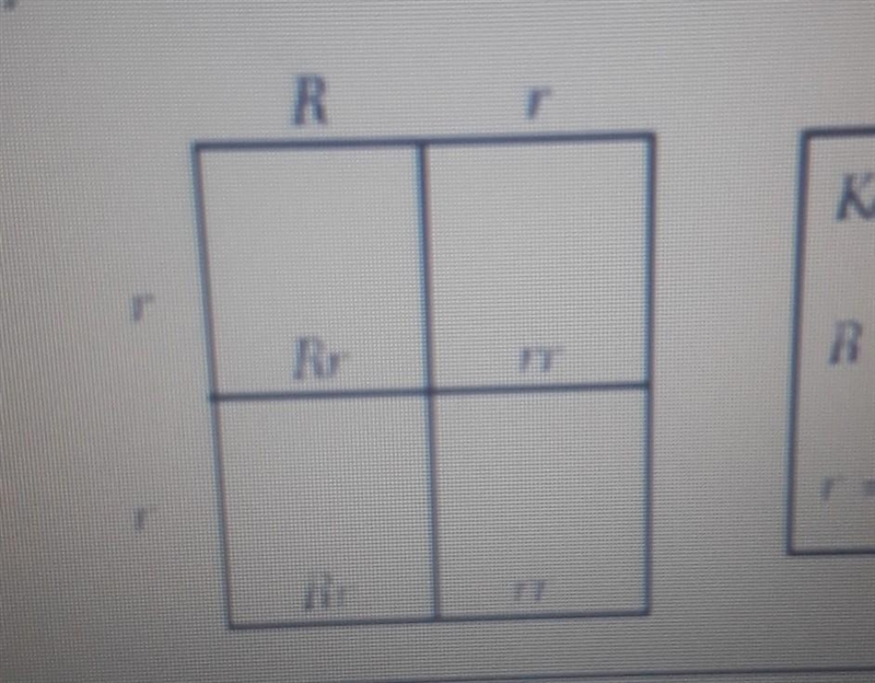 If 100 offspring were produced from The Crossing shown in the Punic Square below, approximately-example-1