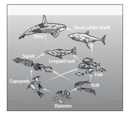 The model below is of an aquatic food web. Use the model below to determine which-example-1