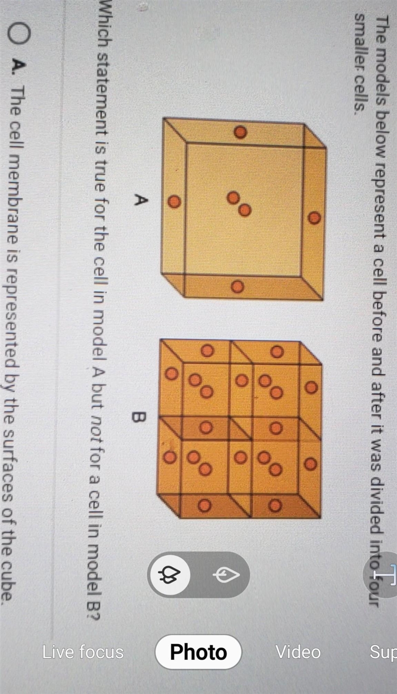 Which statement is true for the cell in model A but not for a cell in model B? O A-example-1