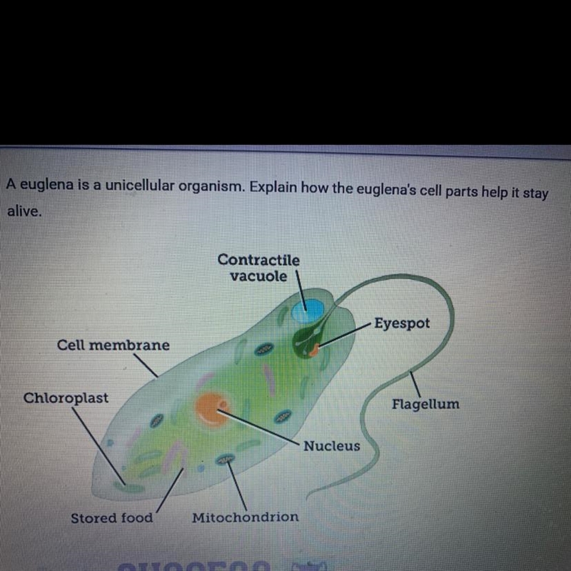 35 points please help science biology-example-1