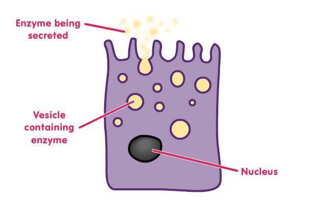 The cell in the diagram is part of what sort of tissue?-example-1