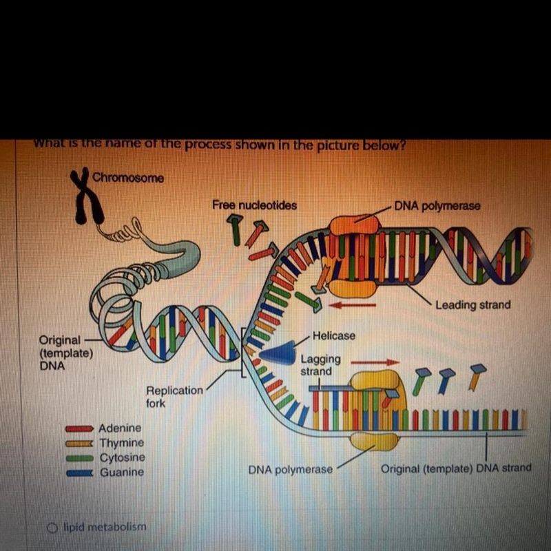 What is the name of the process shown in the picture below? A) lipid metabolism B-example-1