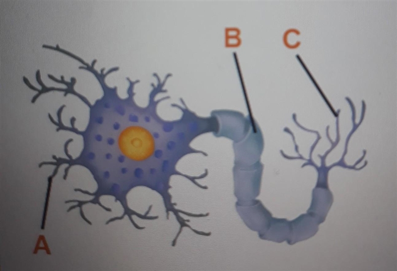 What is the function of the labeled structures? А: B: C:​-example-1