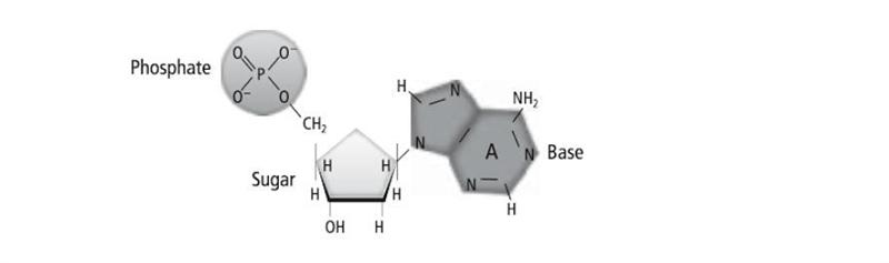 Is the nucleotide in the picture a DNA nucleotide or an RNA nucleotide? How can you-example-1