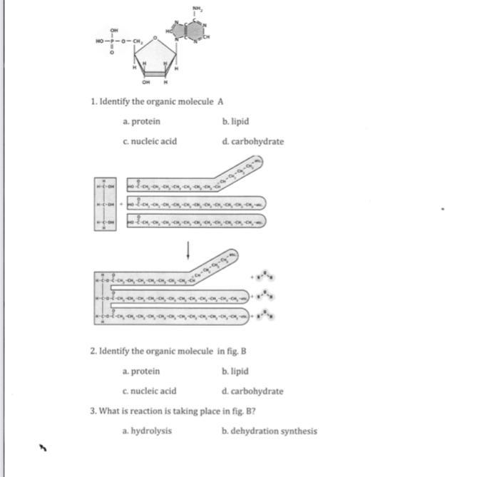 Biology questions please help-example-1