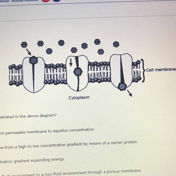 The diagram below illustrates a cellular process. Cell membrane Cytoplasm Which of-example-1