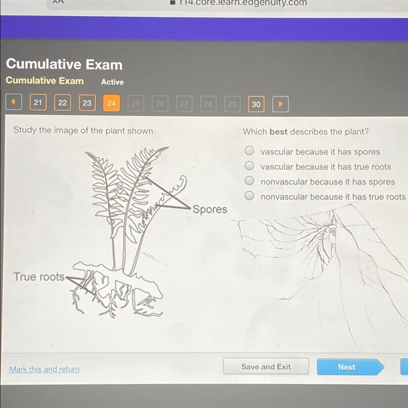 Study the image of the plant shown. Which best describes the plant? vascular because-example-1