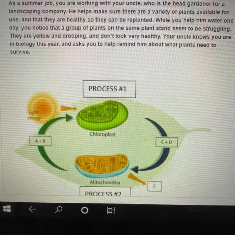 Which letters are broken down to produce energy for cells?-example-1