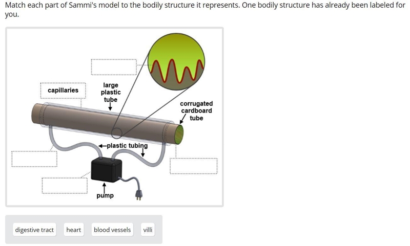 Match each part of Sammi's model to the bodily structure it represents. One bodily-example-1