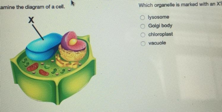 Examine the diagram of a cell Which organelle is marked with an x?-example-1