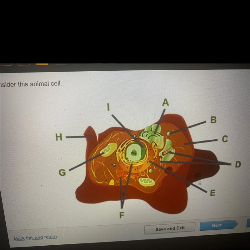 Consider this animal cell. Which organelle is labeled A? A) mitochondrion B) Ribosome-example-1