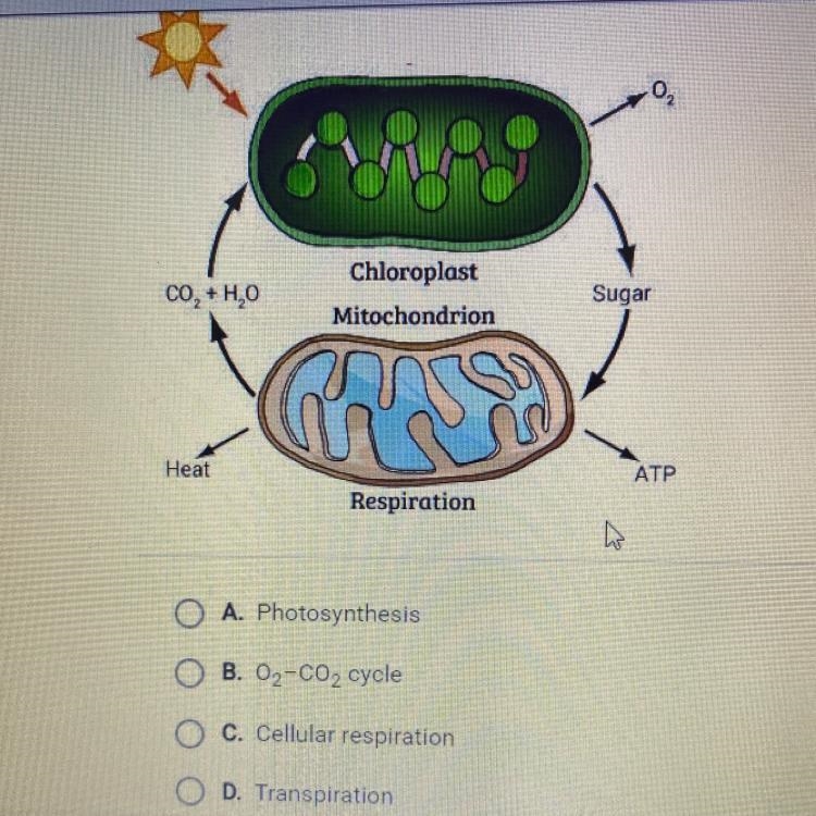 Which process is shown in the diagram?-example-1