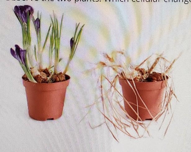 Observe the two plants. Which cellular change affected the structure of second plant-example-1