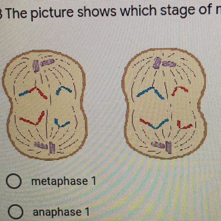 3 The picture shows which stage of meiosis? A metaphase 1 B anaphase 1 C anaphase-example-1