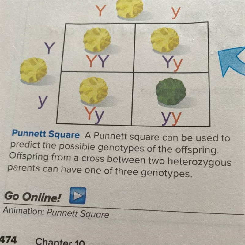 6. What phenotypes are possible for pea offspring of this cross?-example-1