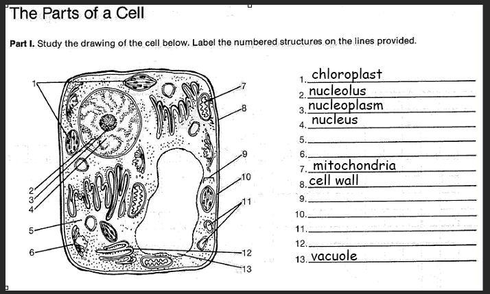 PARTS OF A CELL--- could someone help me fill in the rest of the blanks?-example-1