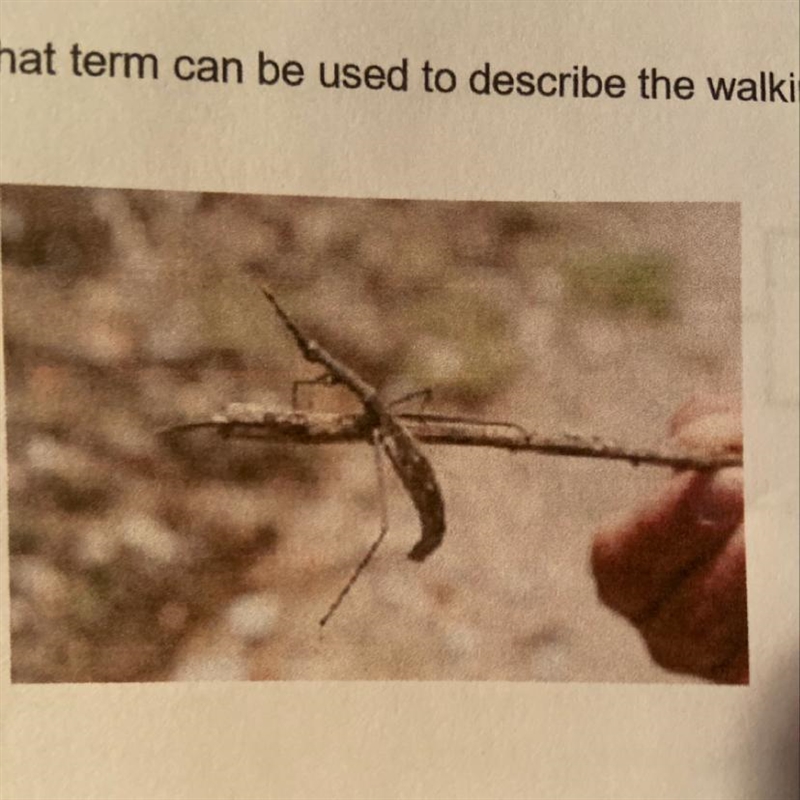 Based on this information, what term can be used to describe the walking stick?-example-1