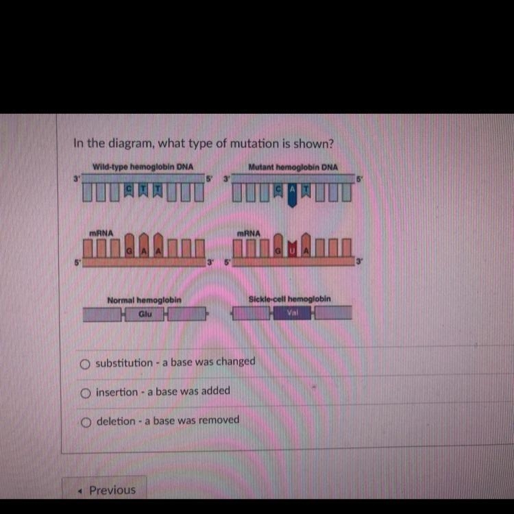 In the diagram, what type of mutation is shown? Wild-type hemoglobin DNA Mutant hemoglobin-example-1